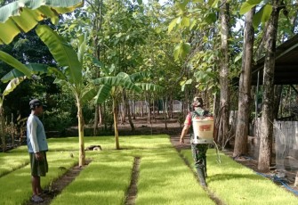 Babinsa Sumberejo saat Dampingi Petani Lakukan Perawatan Bibit Padi