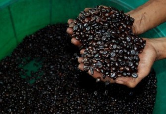 Biji Kopi Sipirok