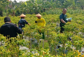 Danrem 081/DSJ Kolonel Inf H. Sugiyono terlihat sedang panen cabai di Gado-Gado Bosbow, Selasa (14/11/2023).
