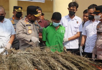 Pemusnahan barang bukti dipimpin langsung oleh Wakapolda Bengkulu Brigjen Pol Drs Agus Salim., Didampingi Wadir Resnarkoba Polda Bengkulu AKBP Tonny Kurniawan, S.Ik., Kabid Berantas BNN Provinsi Bengkulu Kombes Pol Trisaksono Puspo Aji S.Ik., M.Si, Pihak Kajati Provinsi Bengkulu serta dihadiri Kabid Humas Polda Bengkulu Kombes Pol Anuardi, S.Ik., M.Si., Dir Reskrimum Polda Bengkulu serta beberapa PJU Polda Bengkulu.