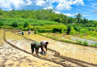 TNI-Polri saat laksanakan Pendampingan Tanam Padi di wilayah Pacitan