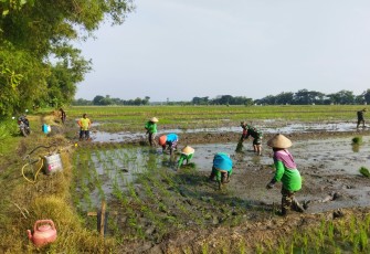 Babinsa Koramil 0803/11 Geger Laksanakan Pendampingan Penanaman Padi