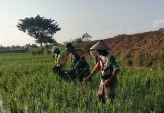 Serka Adi Dampingi Petani Memupuk Tanaman Padi