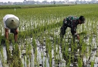 Serda Rudianto saat Lakukan Pembersihan Gulma Pada Tanaman Padi