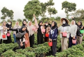 Petik Buah dan Nikmati Kelezatannya di Kebun Lumbung Strawberry 