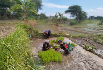 Babinsa Desa Ketandan Terjun Langsung Bantu Petani Siapkan Benih Padi