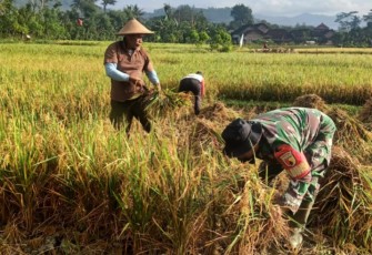 Kopka Hariyanto Dampingi Panen Padi di Lahan Warga