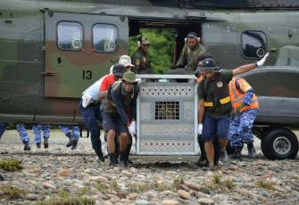 Helikopter Lanud Soewondo mendukung pelepasliaran 2 ekor harimau sumatera, Rabu (6/3)
