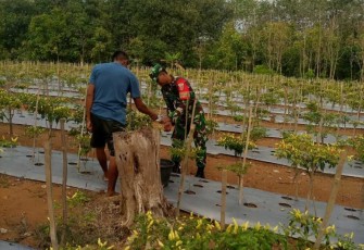 Bantu merawat tanaman cabe warga binaan