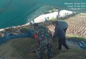 Bantu panen padi warga binaan