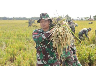 Panen raya padi di Kabupaten Ngawi