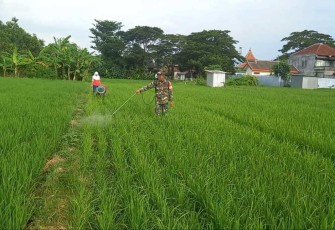 Penyemprotan fungisida d lahan pertanian warga binaan 