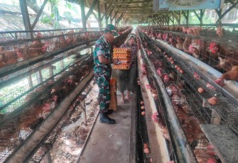 Komsos bersama peternak ayam petelur di desa binaan