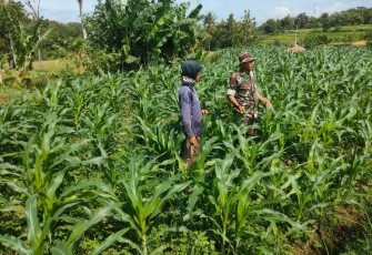 Pendampingan ketahanan pangan petani jagung di wilayah desa binaan 
