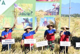 Panen raya padi di Kabupaten Ponorogo 