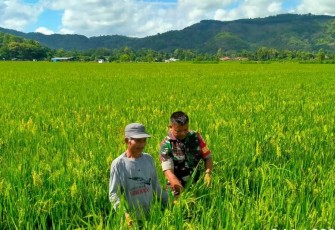 Pendampingan petani wilayah desa binaan 