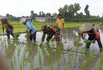 Bantu tanam padi warga binaan 