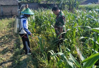 Pendampingan petani jagung wilayah desa binaan 