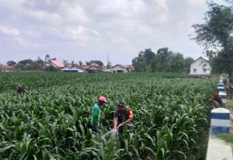 Penyiraman tanaman jagung petani wilayah desa binaan 