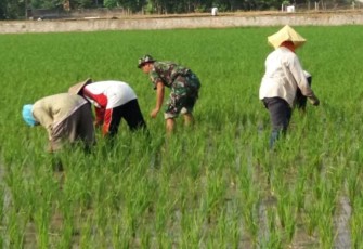 Matun padi areal persawahan petani desa binaan 