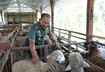 Peternakan domba Korem 081/DSJ