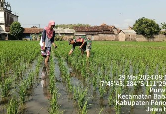 Pendampingan petani wilayah desa binaan 