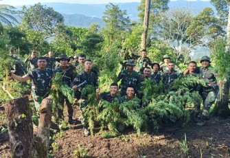 Penemuan ladang ganja di Bukit Tor Sihite