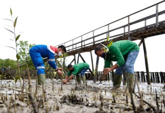 Konservasi mangrove lahan pesisir 