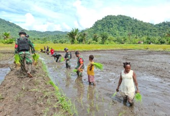 Babinsa Koramil 1715-05/Batom Kodim 1715/Yahukimo saat Bantu Masyarakat Tanam Padi