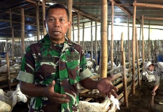 Peltu Bambang saat mengisahkan beternak domba