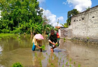 Sertu Irawan Dampingi Petani Tanam Padi 