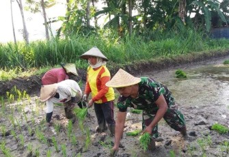 Serka Slamet bantu tanam bibit padi petani binaan