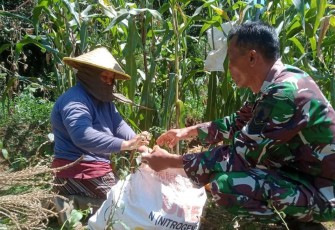 Bantu panen jagung warga binaan