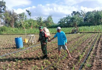 Penyemprotan tangani hama ulat jagung di wilayah desa binaan 