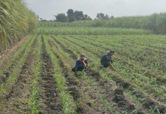 Pendampingan petani wilayah desa binaan 