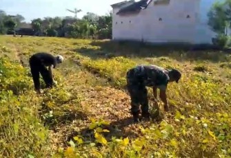Panen kedelai petani wilayah desa binaan 
