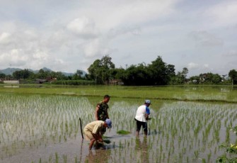Bantu tanam padi warga binaan 