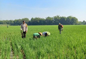 Pendampingan petani wilayah desa binaan 