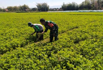 Perawatan tanaman petani desa binaan