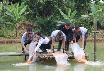 Lapas Pancur Batu Tabur Benih Ikan Mas