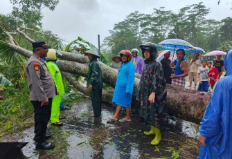 Evakuasi pohon tumbang di jalan 