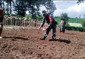 Penanaman benih jagung 