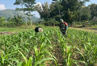 Penyemprotan tanaman petani desa binaan 