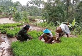 Bantu petani tanam padi di wilayah desa binaan 