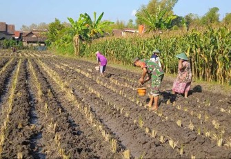 Bantu petani tanam jagung di wilayah desa binaan 