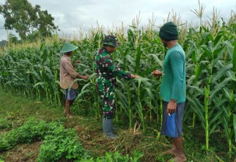Perawatan tanaman petani desa binaan