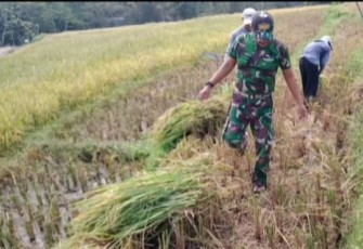 Panen padi petani binaan 