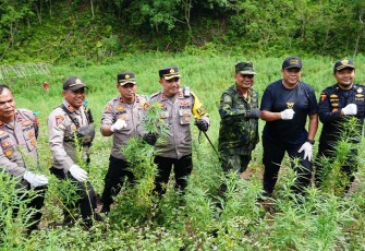 BNN RI kembali memusnahkan lahan ganja di Provinsi Aceh. Pemusnahan dipimpin oleh Direktur Narkotika Deputi Bidang Pemberantasan BNN RI, Brigjen Pol Ruddi Setiawan, S.I.K., S.H., M.H., pada Rabu (6/3), di dua lokasi yang berbeda, dengan total lahan seluas 4 hektare.