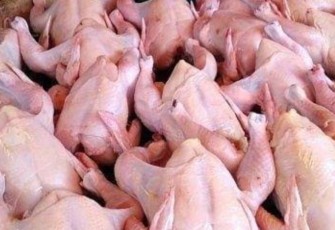 Ilustrasi ayam potong fresh