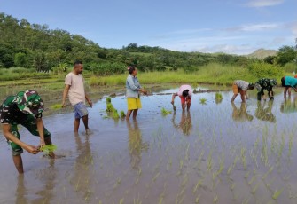 Satgas Yonkav 6/Naga Karimata saat Tanam Padi bersama Masyarakat